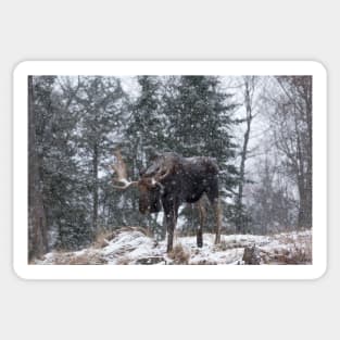 Moose in a snow snow storm Sticker